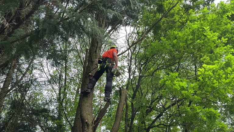 Best Fruit Tree Pruning  in Donald, OR